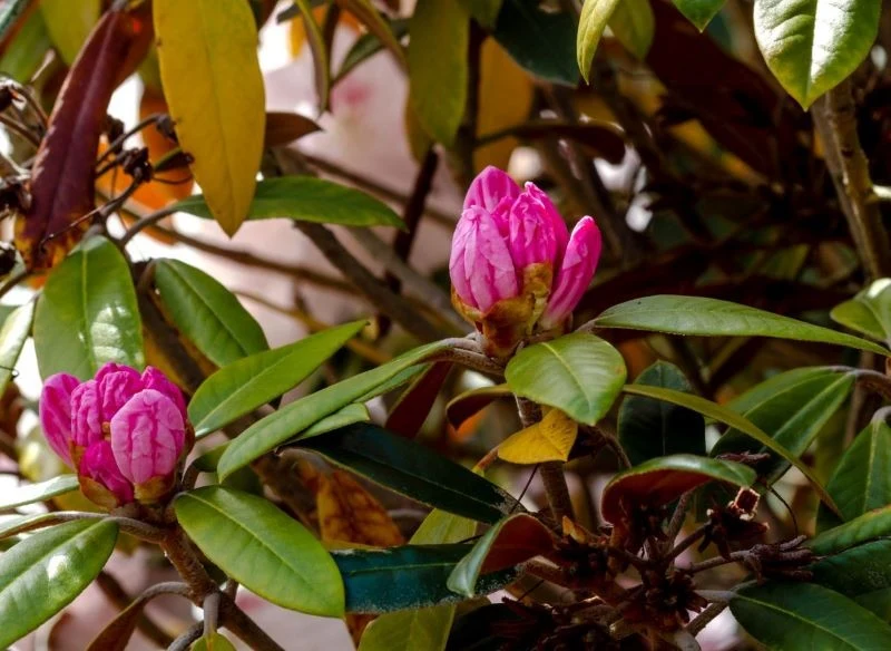 W początkowym stadium chorobę trudno rozpoznać