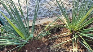 Juka ogrodowa po zimie wymaga pielęgnacji. Nawożenie jest jednym z kluczowych zabiegów./Deccoria.pl