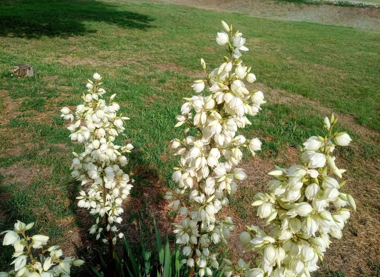 Juka ogrodowa zaczyna kwitnąć na przełomie czerwca i lipca.