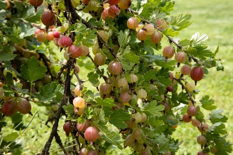 Najlepszą porą na sadzenie agrestu jest jesień, ale można to zrobić również wczesną wiosną