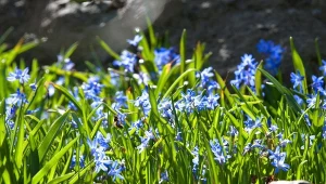 Ciekawe odmiany cebulicy zakwitają na słonecznych donicach, półcienistych rabatach a nawet wokół zbiorników wodnych już od wczesnej wiosny.
