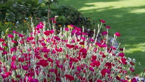 Uprawa firletki kwiecistej nie sprawi kłopotu nawet początkującym.