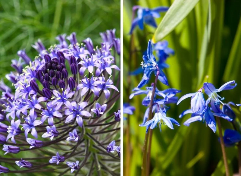 Cebulice tworzą drobne łodyżki z kilkoma kwiatami w gronie lub piramidalne kiście kwiatów, wysoko wzniesione ponad rabatę