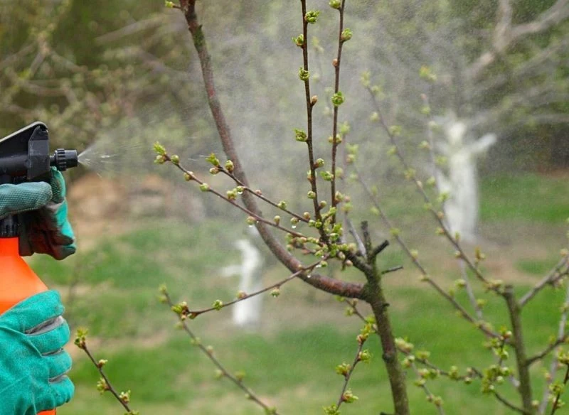 Oprysk na etapie rozwoju liści, ale przed zawiązaniem pąków kwiatowym pełni ważną funkcję w ochronie przed patogenami