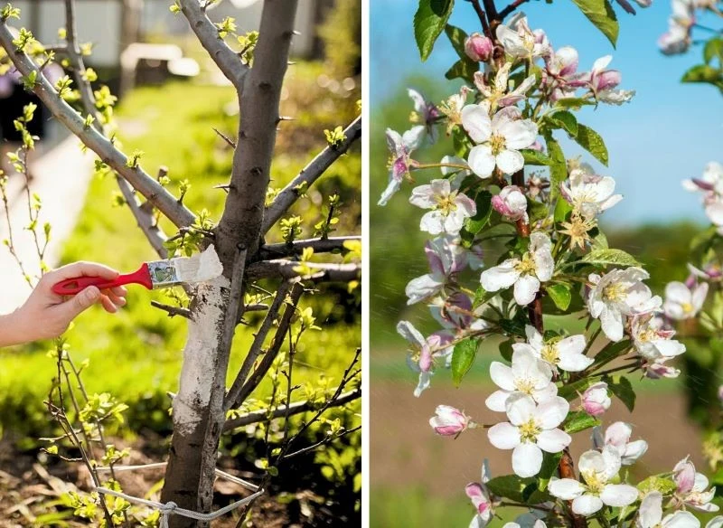 W uprawach drzew owocujących nie tylko opryski chronią przed wzmożoną aktywnością szkodników