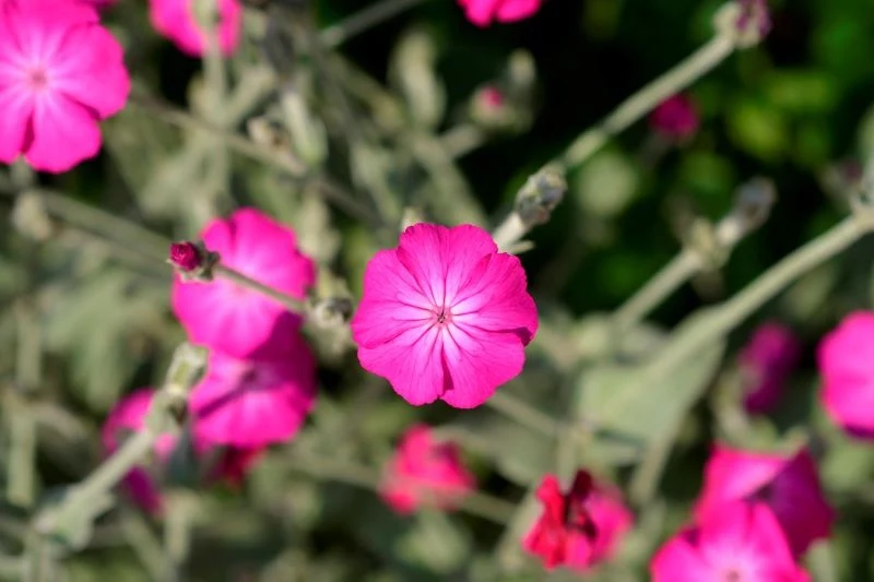 Firletka kwiecista sama rozsiewa się po ogrodzie