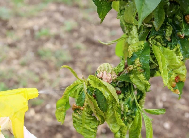 Oprysk przeciw chorobom brzoskwini warto wykonywać prewencyjnie, aby nie dopuścić do rozwoju szkodliwych dla drzewa patogenów