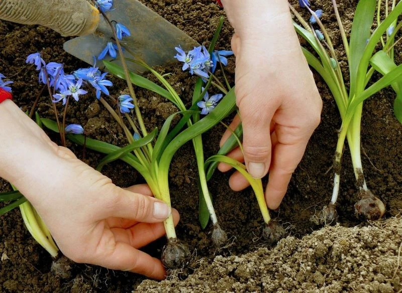 Rozsadzanie cebulicy syberyjskiej warto regularnie powtarzać, ale nie częściej niż co 3 lata