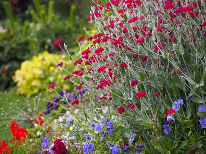 Firletkę kwiecistą warto posadzić na słonecznej rabacie