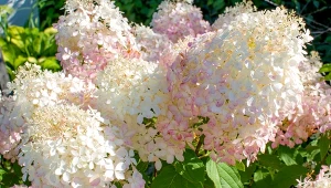 Wiosenne cięcie hortensji bukietowych decyduje o ich kwitnieniu latem.
