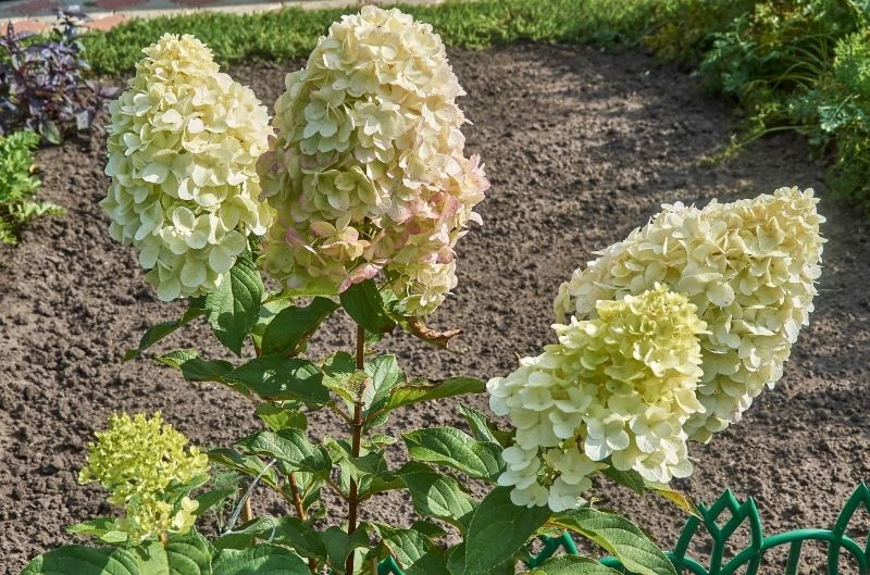 Jak ciąć młode, a jak stare hortensje bukietowe