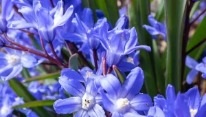 Kwitnie już w marcu szafirowymi gwiazdkami. Śnieżnik sardeński - wymagania i uprawa