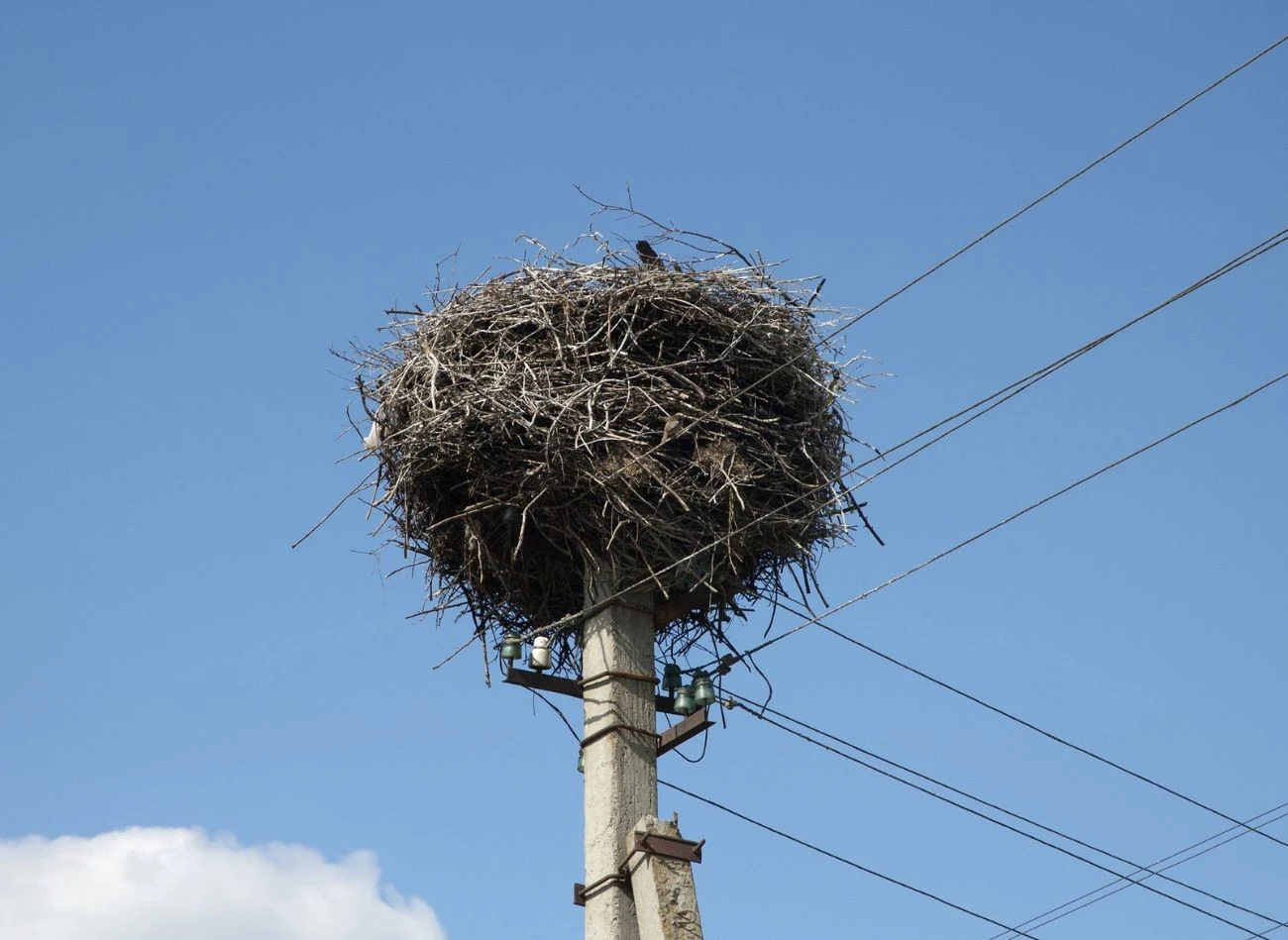 Jeśli gniazdo bocianów znajduje się na słupie energetycznym, trzeba wezwać specjalistów.