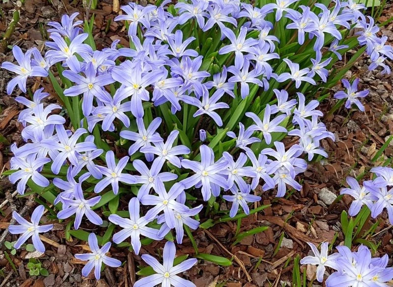 Śnieżniki przebarwiają się wraz z kolejnymi etapami dojrzewania, przez co rabata każdego dnia wygląda nieco inaczej