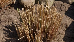 Jakie trawy ozdobne przycinać wiosną?