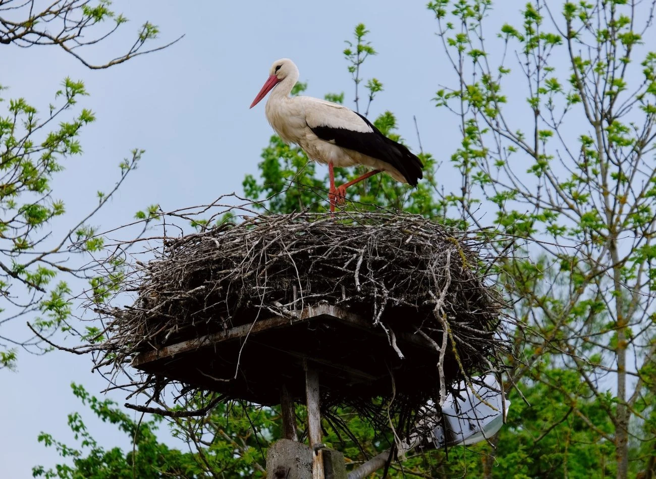 Bociany w Polsce objęte są ścisłą ochroną gatunkową i dlatego nie można ich gniazd niszczyć.
