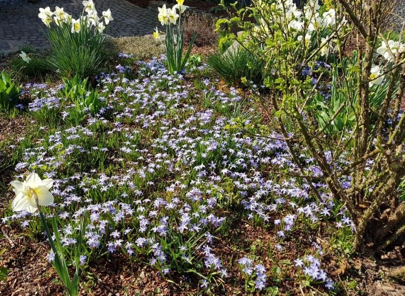 Dopóki kwiatów jest dostatek na rabacie, nie musisz trudzić się rozdzielaniem kęp