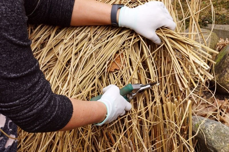Trawy ozdobne przycinamy nie niżej niż 10 cm nad ziemią