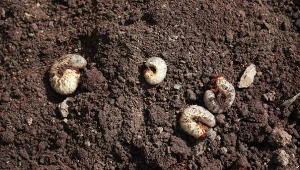 Pędraki są zmorą wszystkich ogrodników.