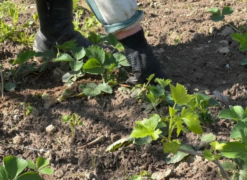 Na przedwiośniu należy usunąć chwasty wokół truskawek oraz suche liście