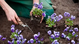 Poletko bratków w ogrodzie wygląda niesamowicie, gdy roślinki rozrosną się, kępy połączą ze sobą i stworzą kolorowe mozaiki na rabacie.