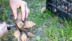 Jak sadzić dalie w marcu? To zadanie jest łatwiejsze niż myślisz.