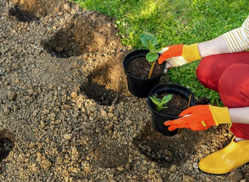 Dalie posadzone z bulw nadają się do przeniesienia do ogrodu już pod koniec maja, ale sprawdź, czy aby na pewno warunki są dla nich odpowiednie, za...