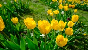 Jak dbać o tulipany na przedwiośniu?