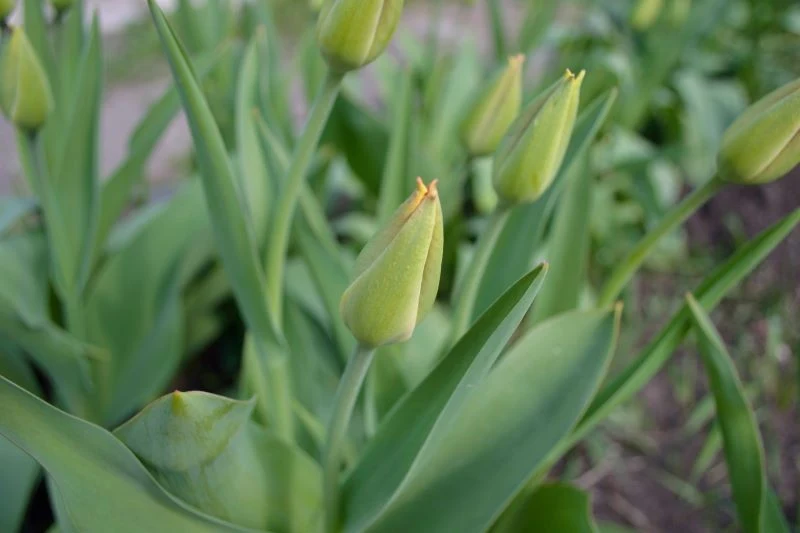 Od przedwiośnia warto zasilać tulipany odżywką, która pobudzi je do kwitnienia