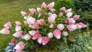 Nawet najpiękniejsza hortensja bukietowa potrzebuje odpowiedniego sąsiedztwa, by jej urok został podkreślony.