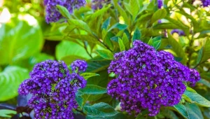 Co siać w marcu? Wczesną wiosną możesz zająć się tymi kwiatami i warzywami