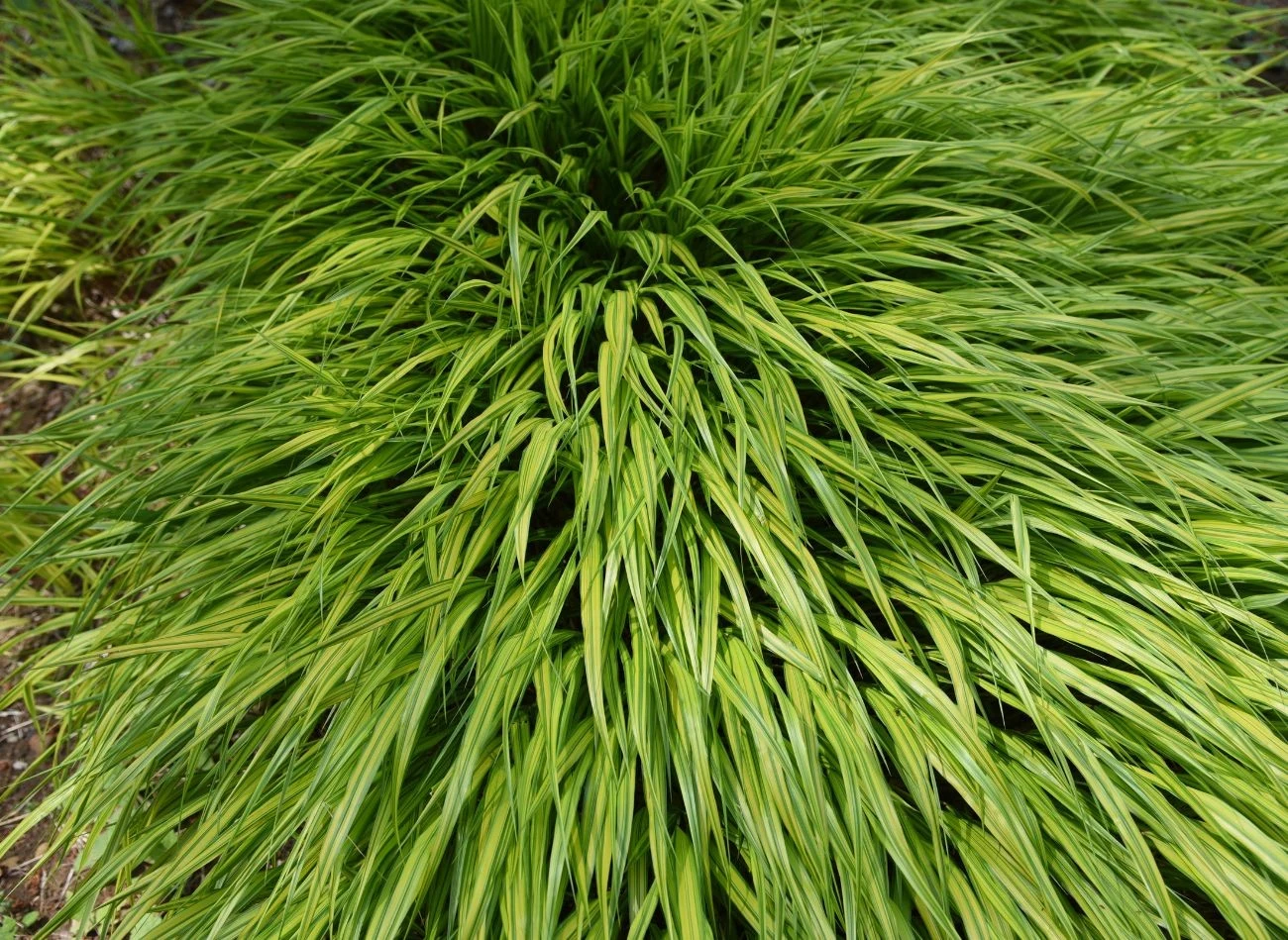 Hakonechloa smukła idealnie nadaje się do posadzenia w sąsiedztwie hortensji bukietowej.