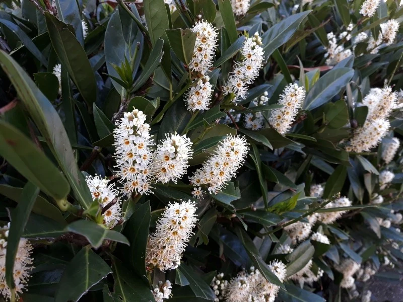 Żywopłot z laurowiśni wygląda wspaniale przez cały rok