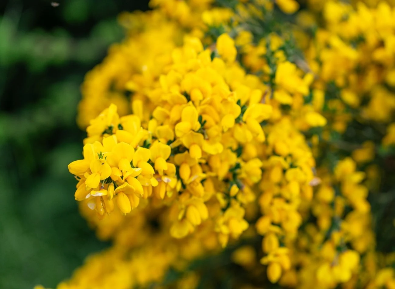 Dobrym sąsiadem dla hortensji bukietowej jest również żarnowiec miotlasty.