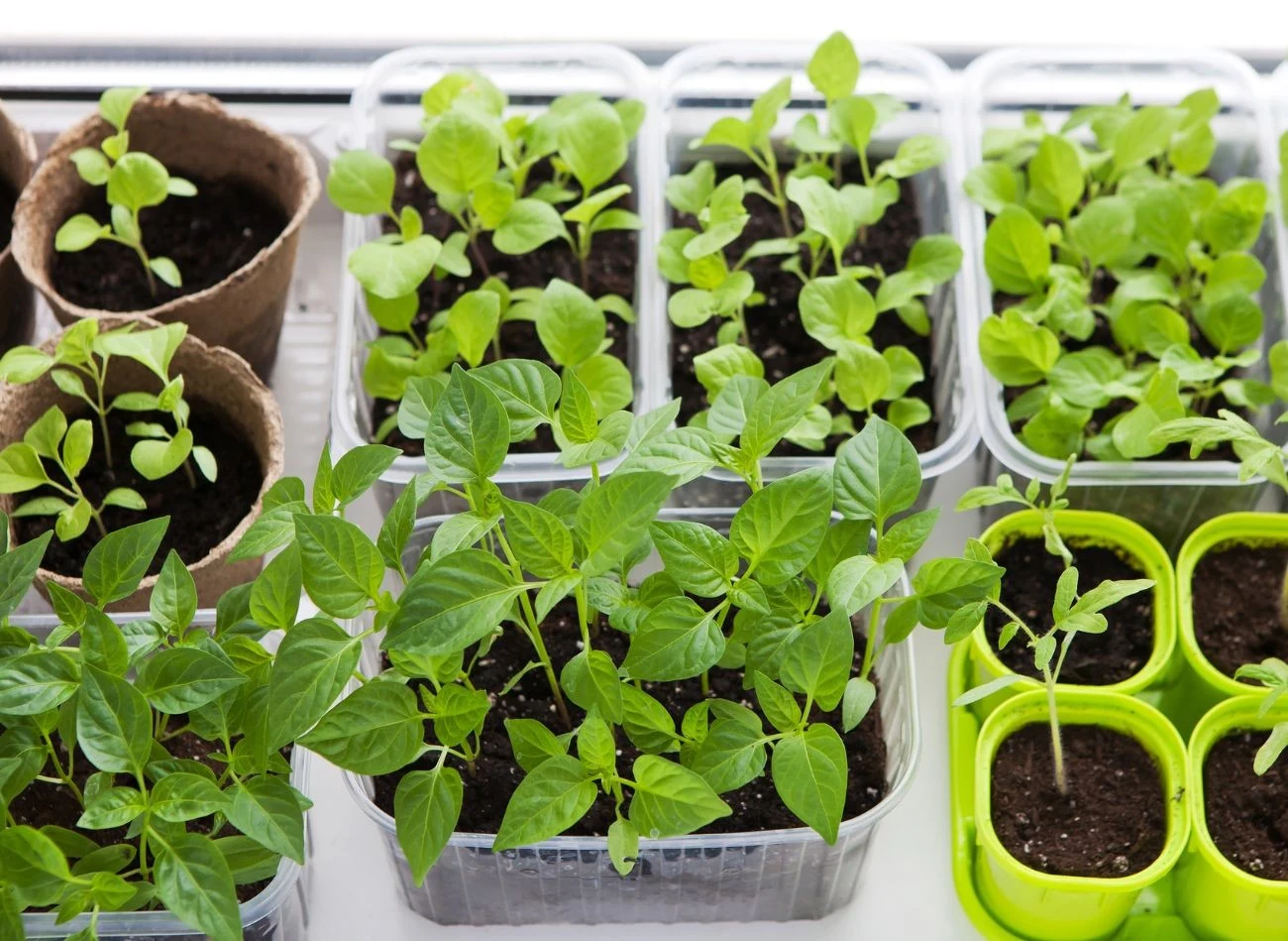 Prawidłowa pielęgnacja siewek kwiatów i warzyw daje pewność, że do ziemi wsadzimy jak najwięcej roślin.