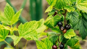 Nawóz z obierek ziemniaków. Jak przygotować i do jakich roślin stosować?