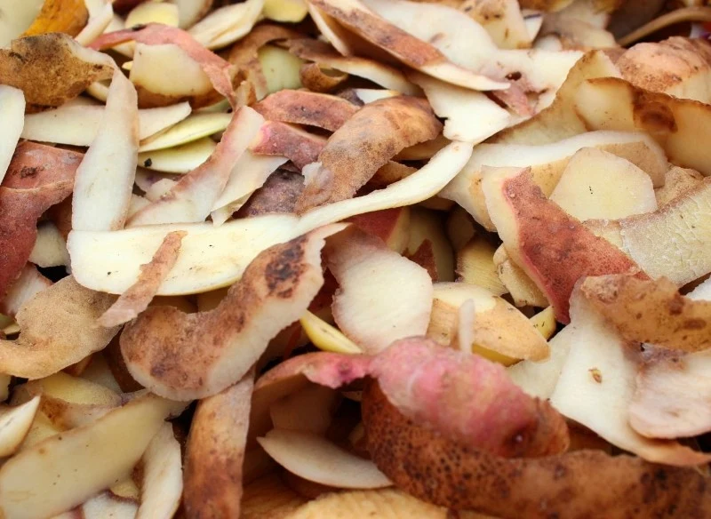 Obierki z ziemniaków zawierają wiele cennych substancji odżywczych, które są niezbędne dla roślin