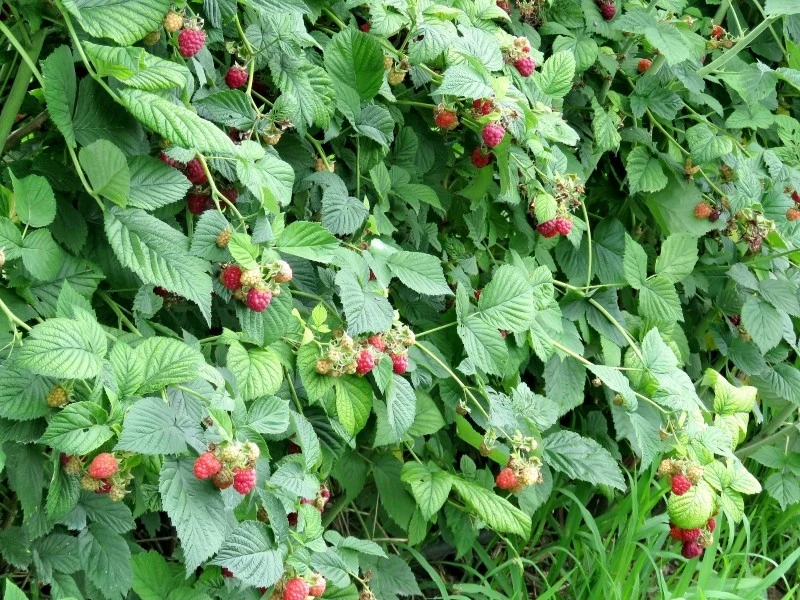 Nawóz z obierek ziemniaków świetnie sprawdzi się w przypadku malin