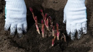 Choć piwonie nie są wymagające, warto wiedzieć o ich upodobaniach, aby wyhodować okazały krzew pełen kwiatów.