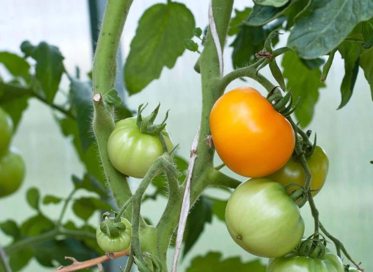 Lecytyna wzmacnia błony komórkowe roślin i chroni przed chorobami brzybowymi.
