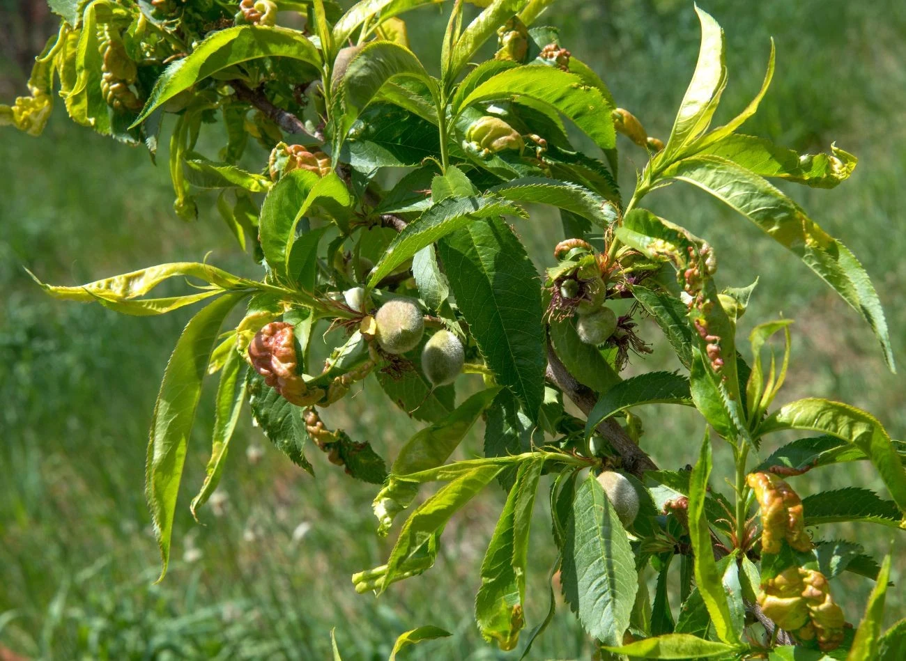 Prewencyjny oprysk z lecytyny chroni drzewka brzoskwini przed groźną chorobą, jaką jest kędzierzawość