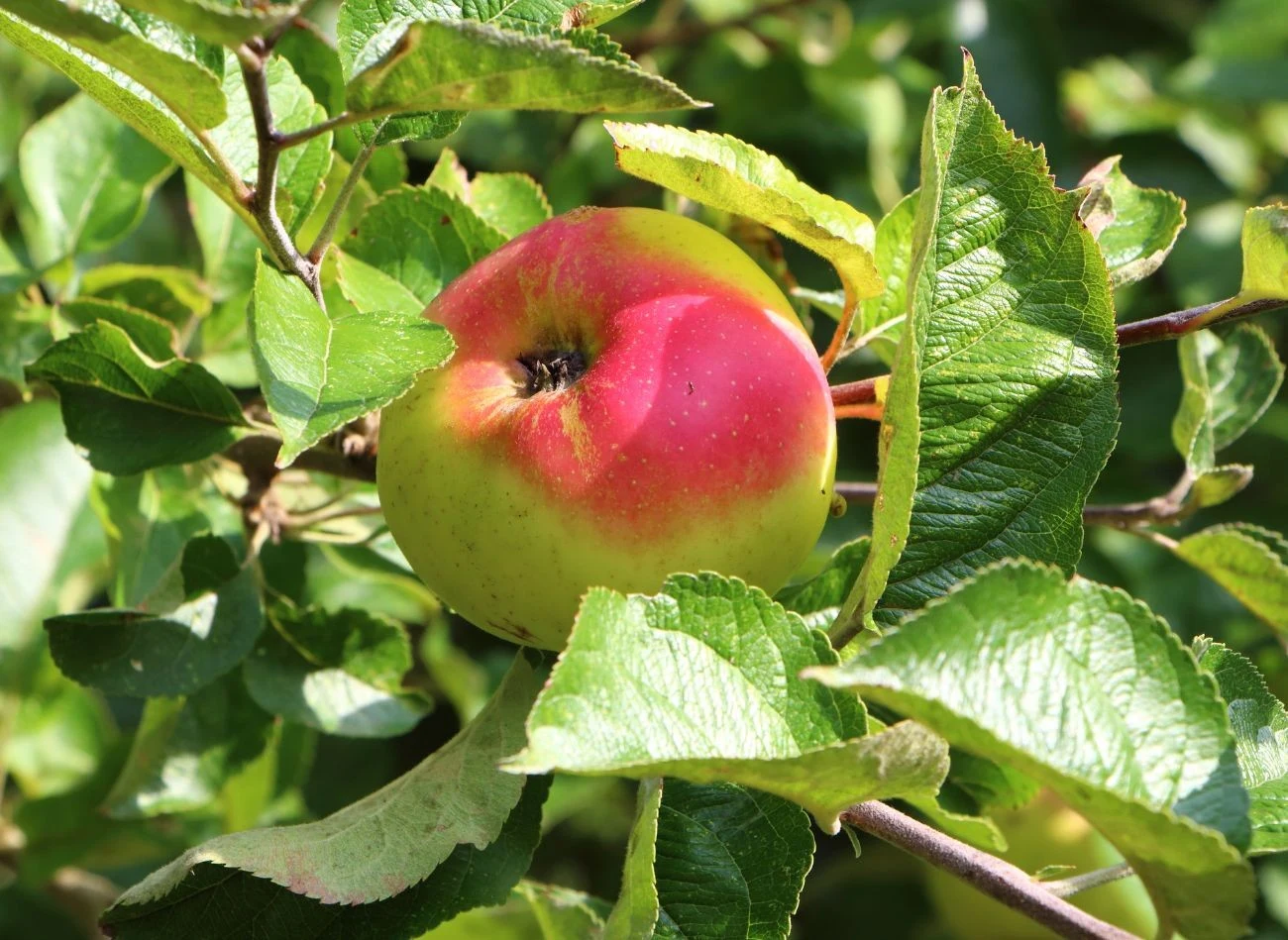 Dzięki lecytynie owoce szybciej dojrzewają.