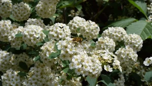 Jakie rośliny na żywopłot — liściaste czy iglaste?