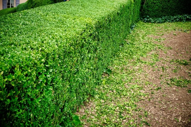 Bukszpany najczęściej są wykorzystywane na żywopłoty