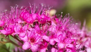 Tawuły w polskich ogrodach to częsty widok - zachwycają nie tylko kolorem, ale różnorodnością kwitnienia.