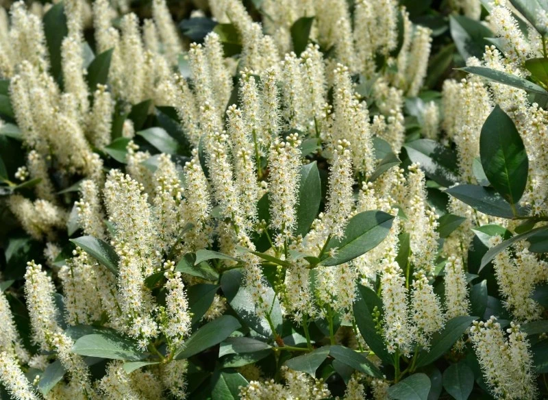 Laurowiśnia doskonale nadaje się na żywopłoty zarówno strzyżone, jak i naturalne