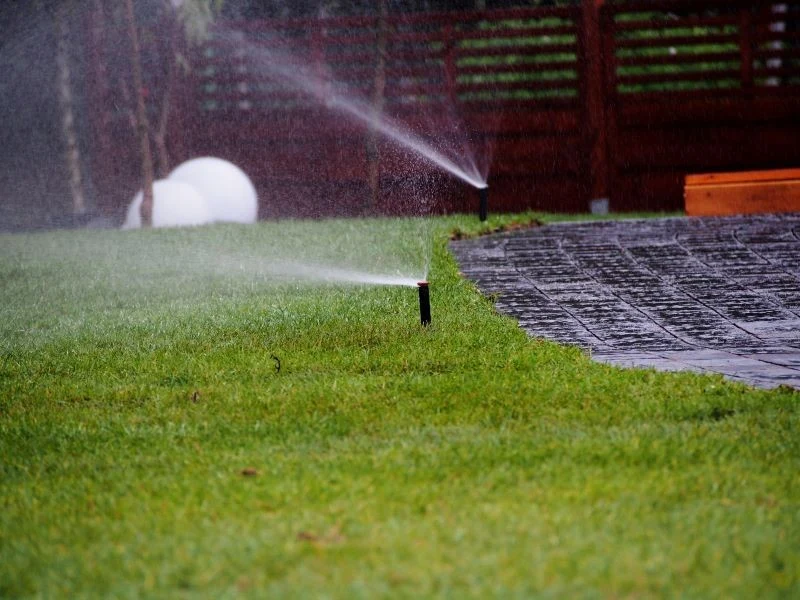 Trawnik z rolki wymaga odpowiedniej pielęgnacji po położeniu, zwłaszcza podlewania