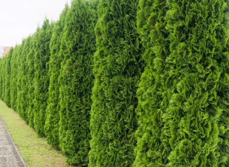 Tuje są popularnym wyborem na żywopłoty