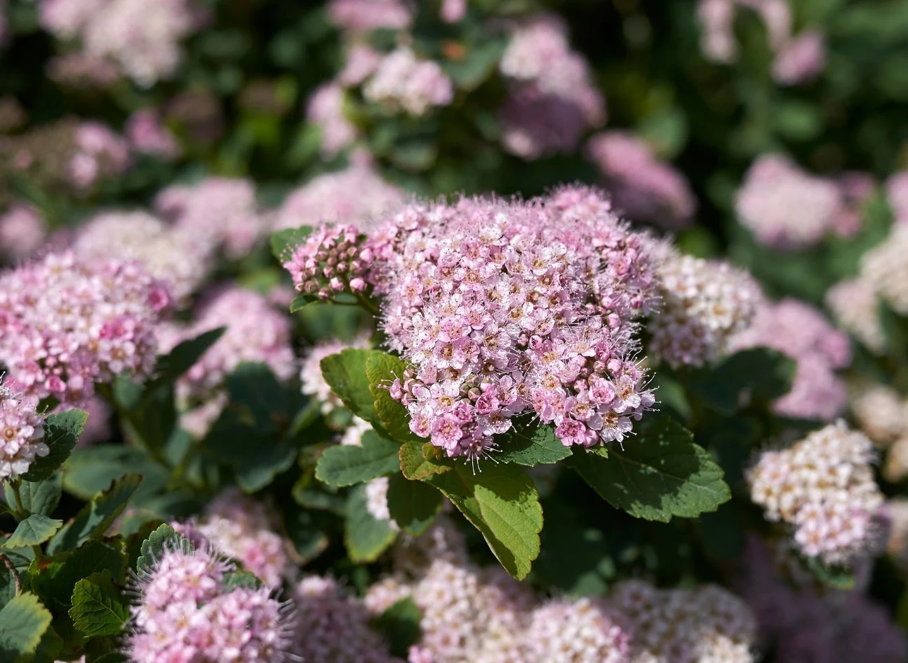 Tawuła brzozolistna nie jest wymagająca, za to bardzo odporna na wszelkie niedogodności.