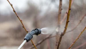 Kiedy pryskać drzewa owocowe olejem parafinowym? Właściwy termin łatwo rozpoznasz.